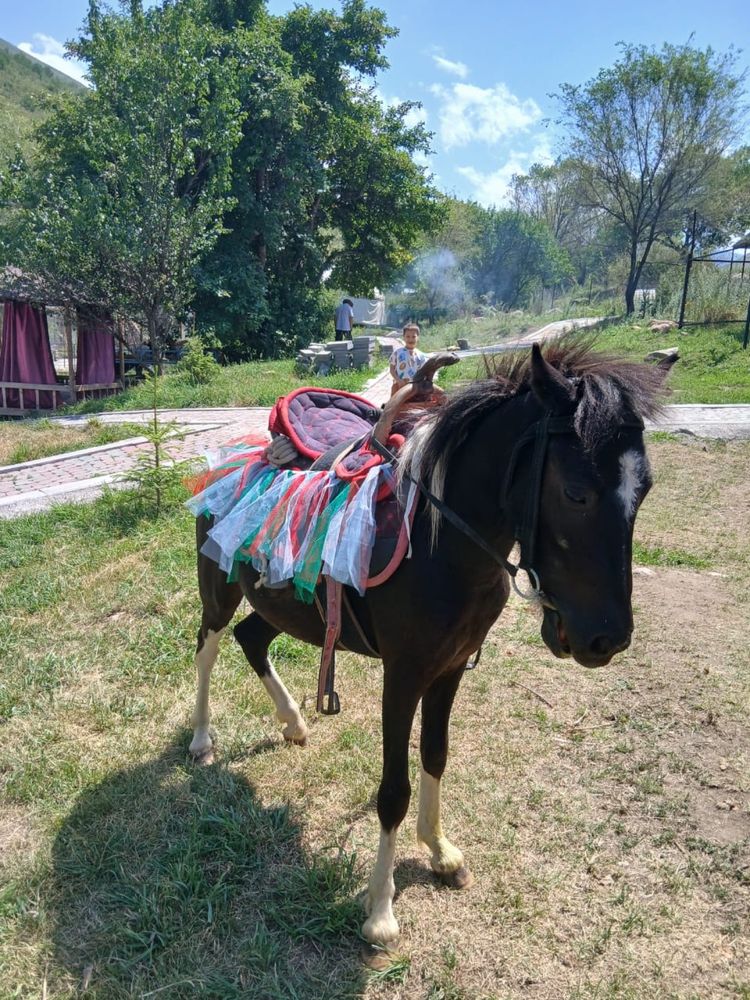 Пони 3года жуас