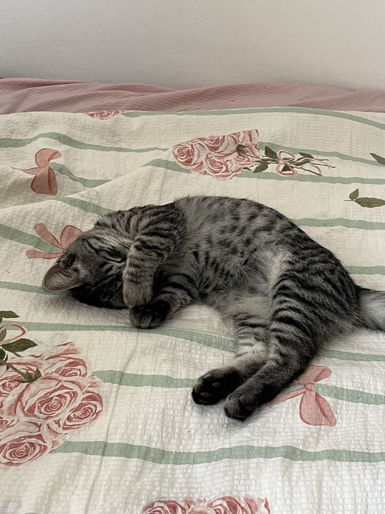 Отдам кота в добрые руки