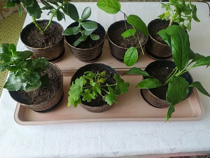 Продам комнатные цветы