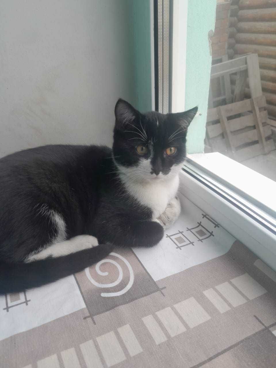 Симпатичные  КОТЯТА