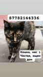Подкинули кошечку. Нужен дом.