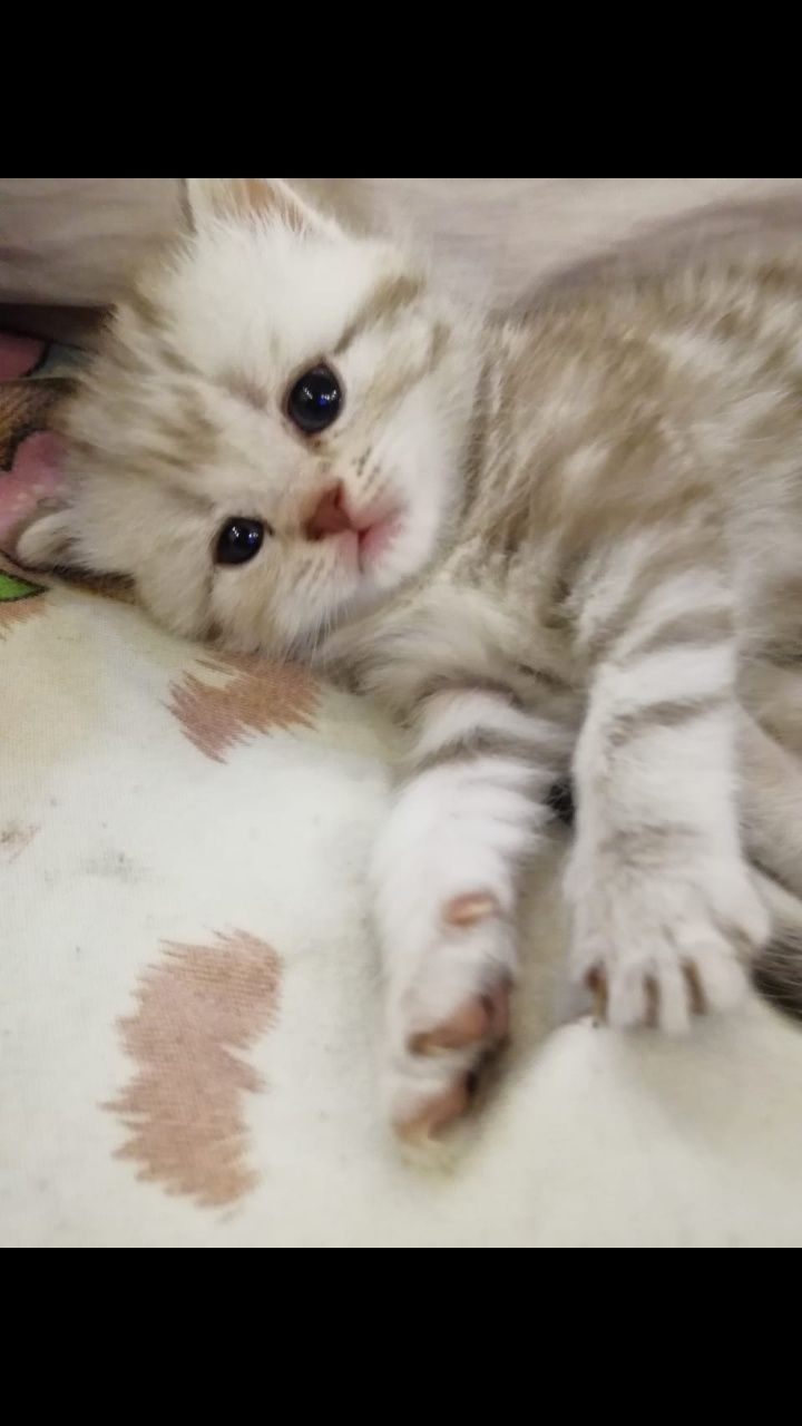 Молодой,опытный шотландский прямоухий кот (скоттиш страйт) для вязки