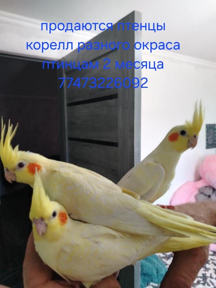 Продаю попугаев.