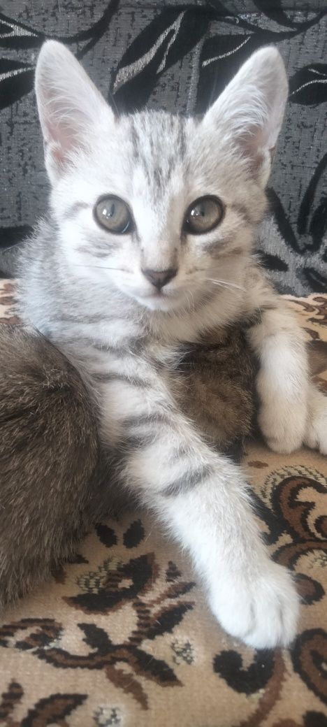 Отдадим котят в хорошие руки
