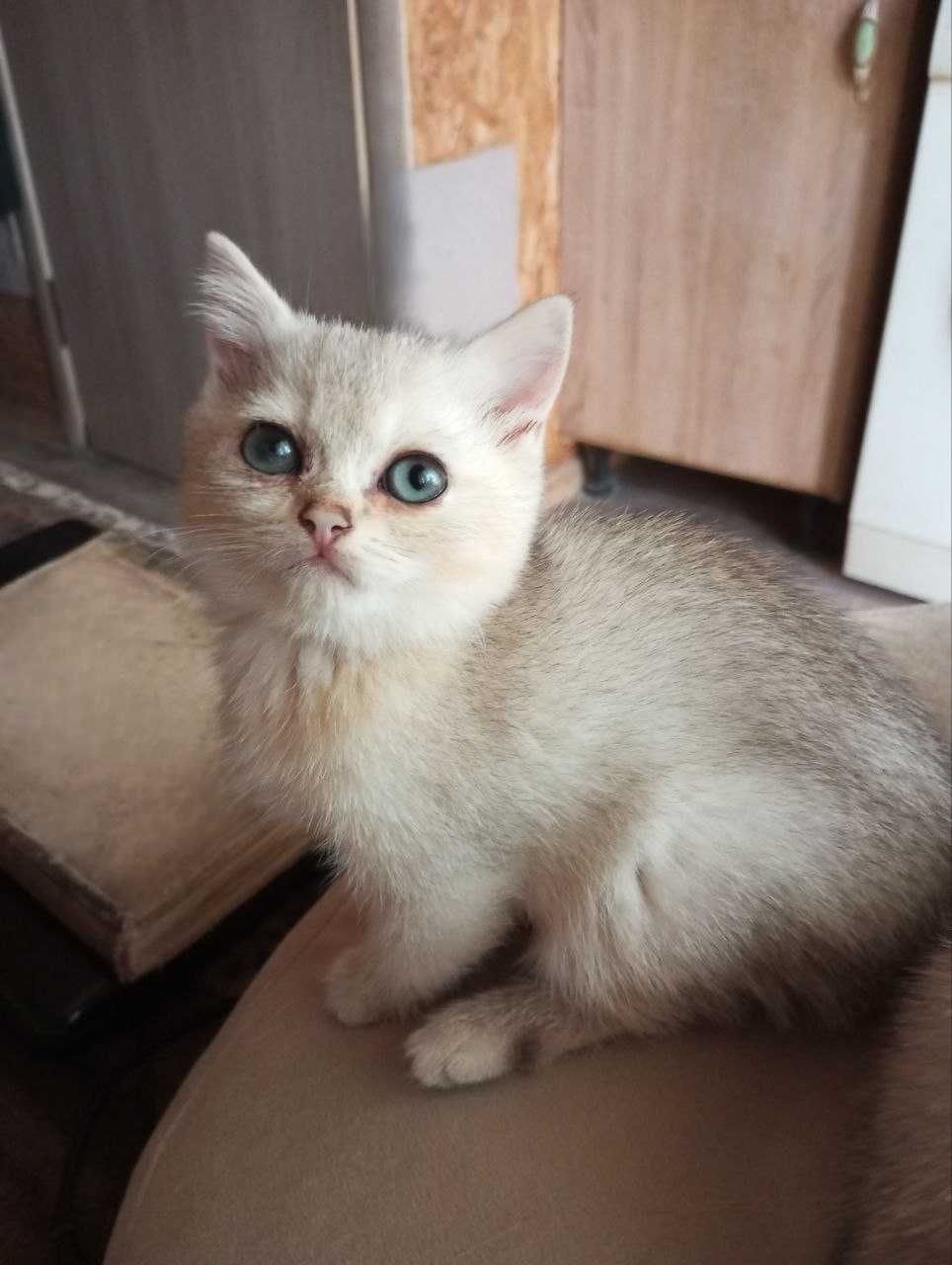 СРОЧНО!!! Красивые серебряные британские котята.