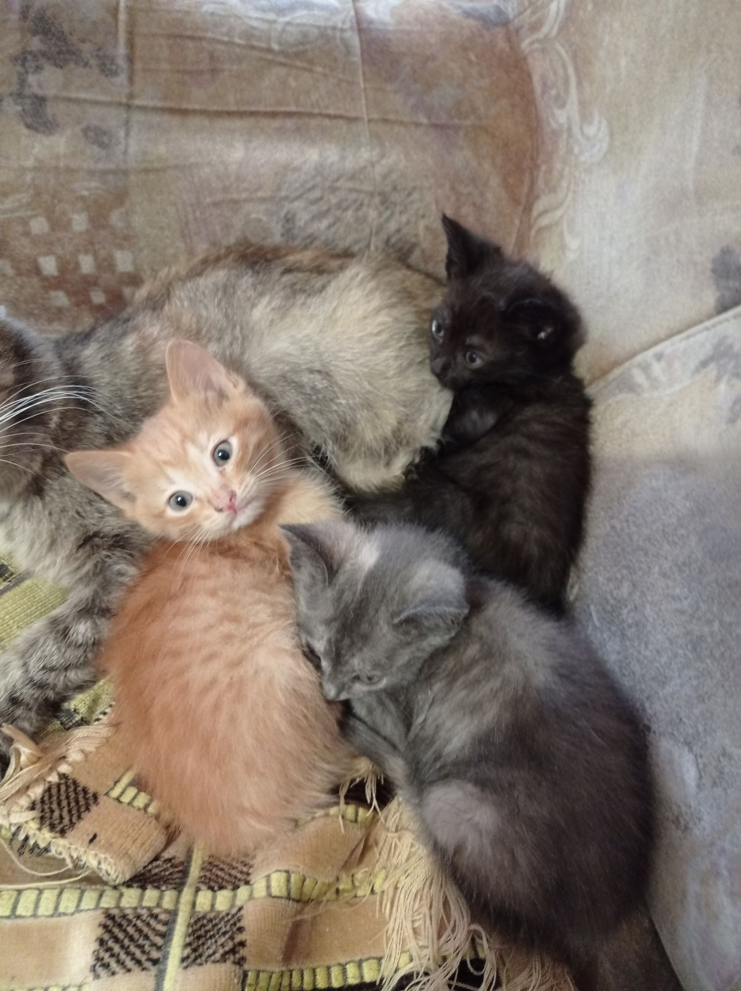 Отдам котят . Ходят в лоток.