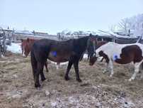 Продам 4 кобылы 2 жеребенка