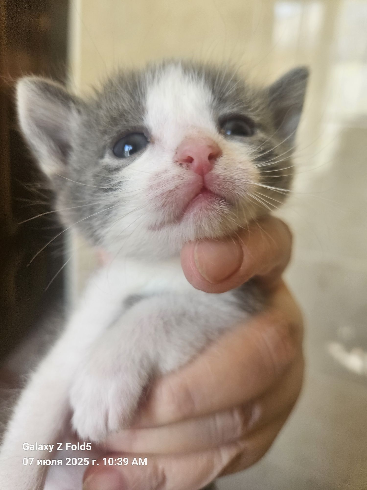Отдам котят в хорошие руки
