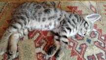 Отдам котят в хорошие руки,