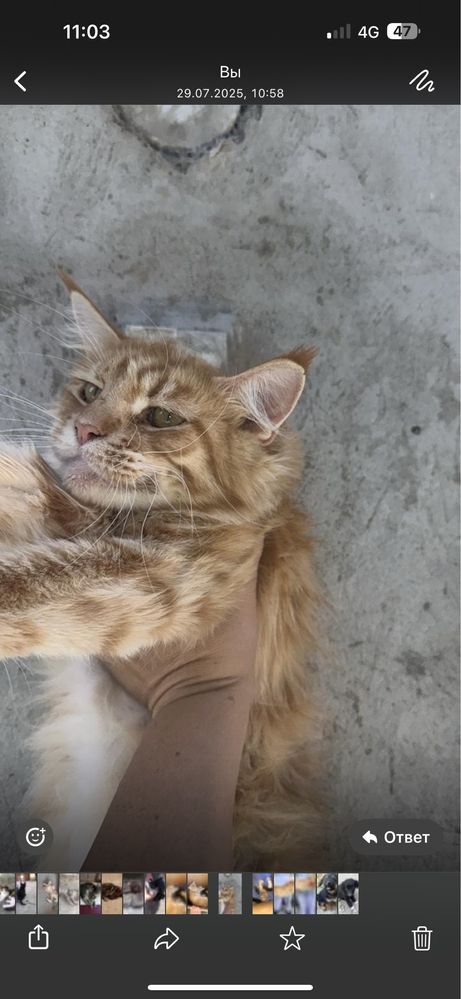Продаются котята от мамы Мейн кун