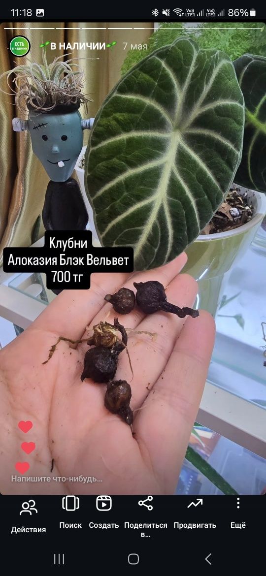Продам отростки и срезы растений.