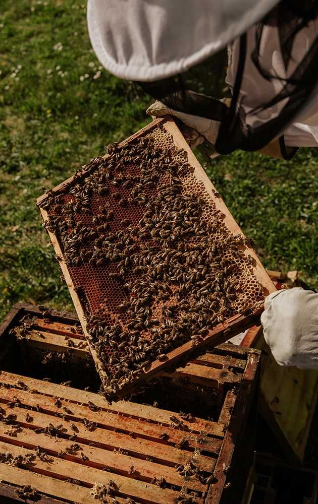 Пчелы пчелопакеты пчелосемьи улья улей