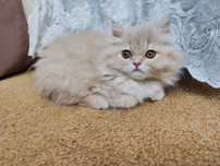 Продам персидского котёнка(мальчик)(Читать внимательно)