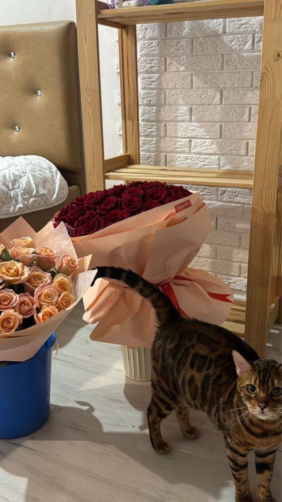 Продам красивую бенгальскую кошечку