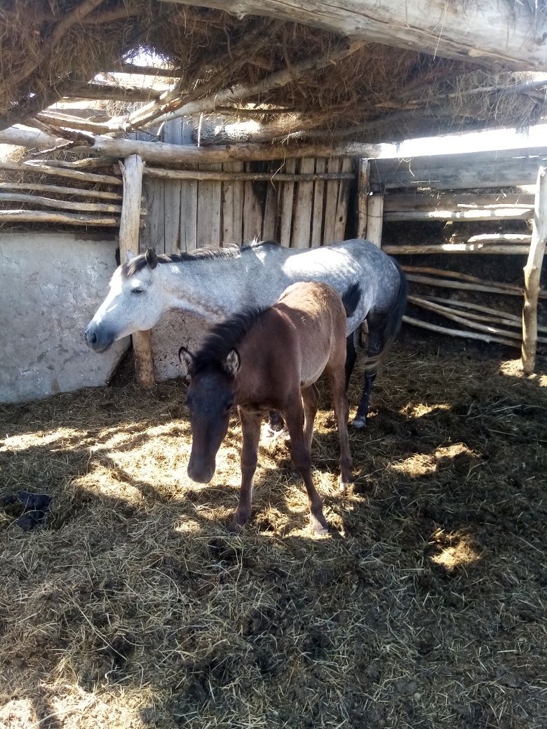 Продам кобылу с жеребенком.