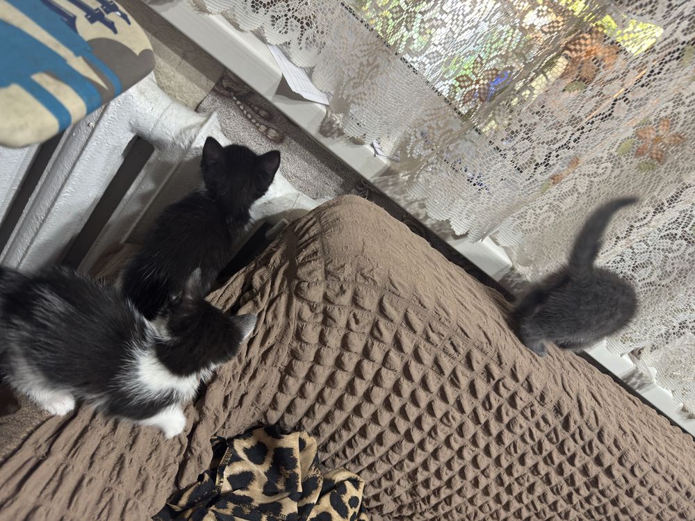 Отдам домашних шустрых котят 1 месяц им