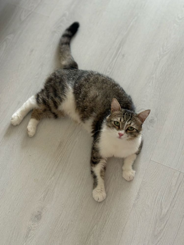 Отдам кота в добрые руки