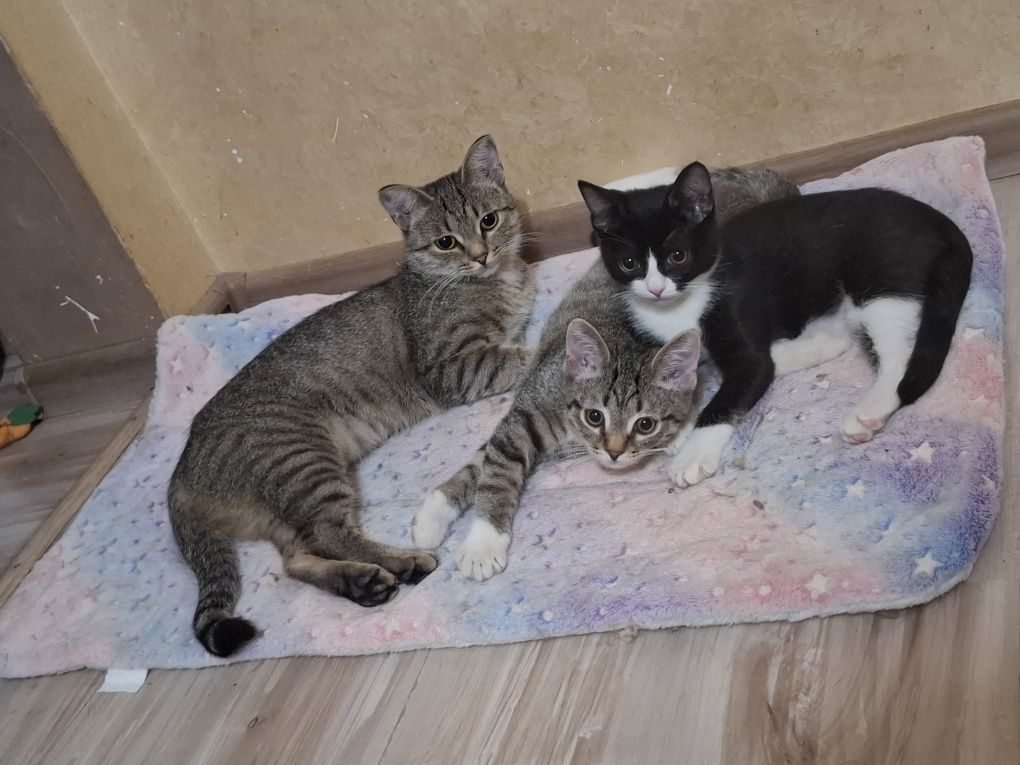 Котята и их мама в поисках любящих семей