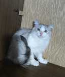 Сибирские кошечки и котики