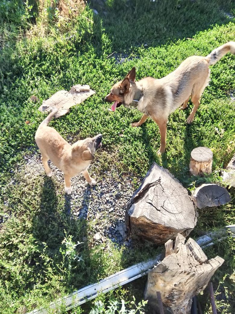 Щенок помесь овчарки