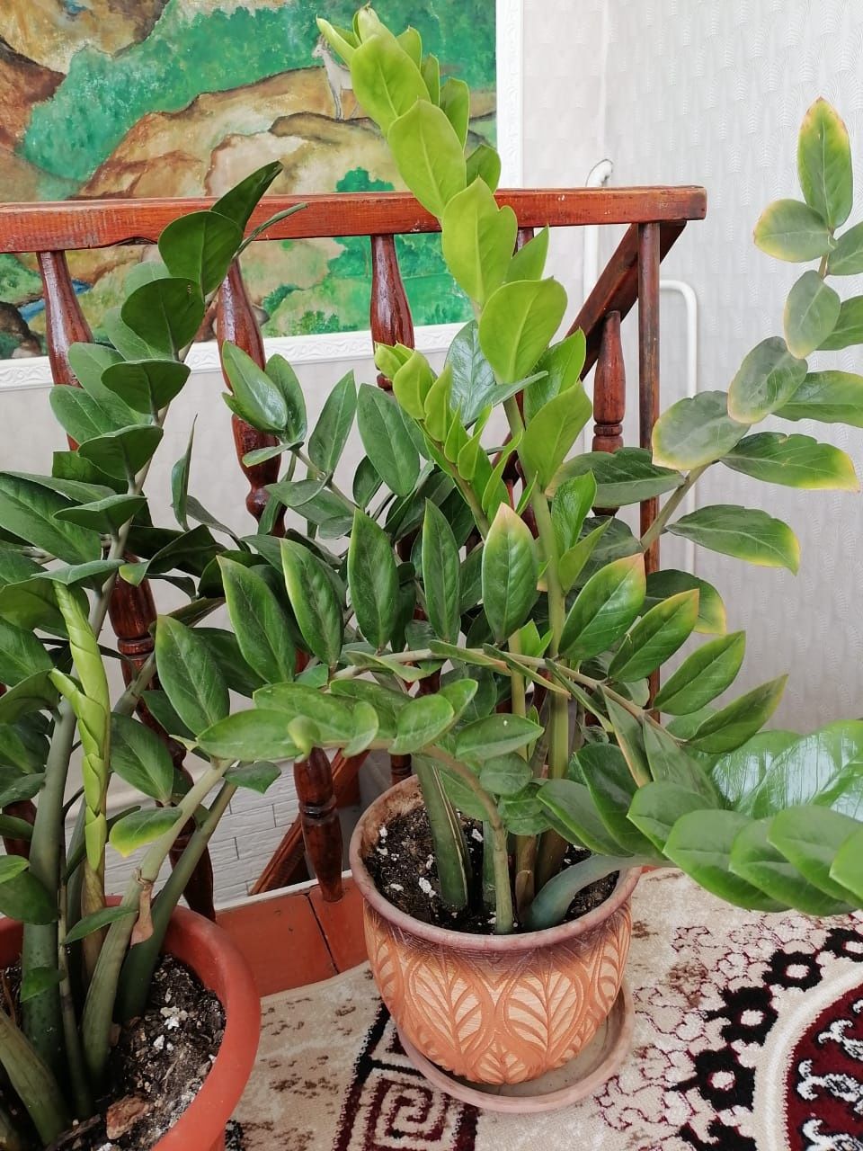 Доллор гүлі. Сатылады