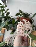 Хойя мясистая комнатный цветок Комнатное вьющиеся растение