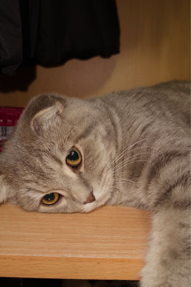 Кота отдам в добрын руки