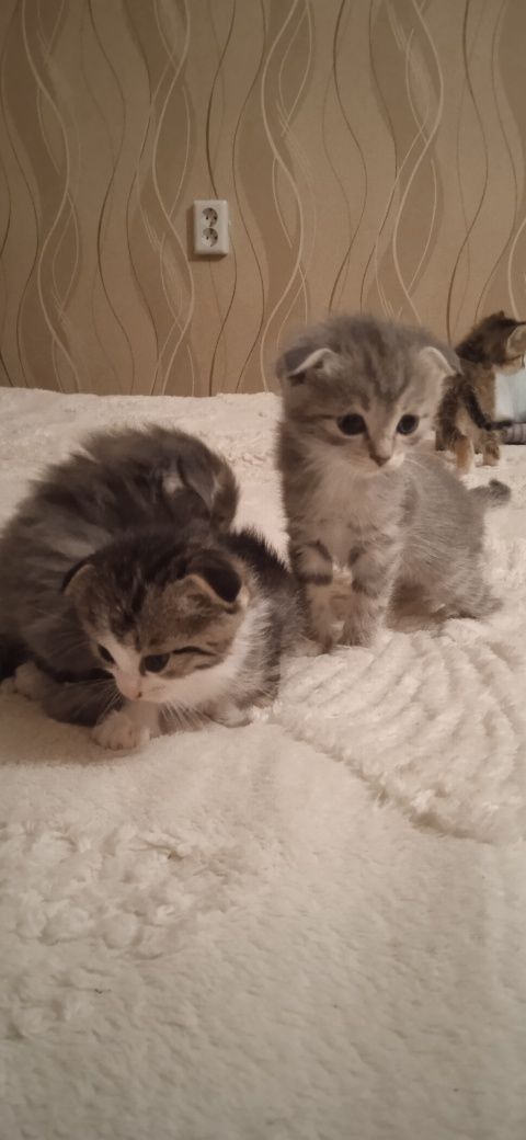 Отдадим Котят,веслоухих