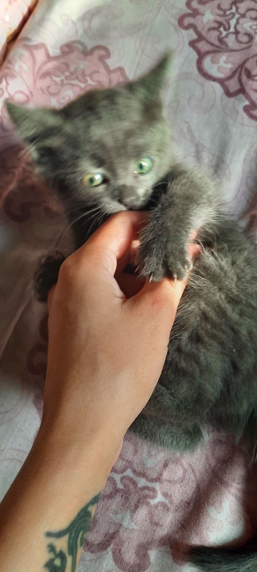 Отдам в добрые руки кошечку