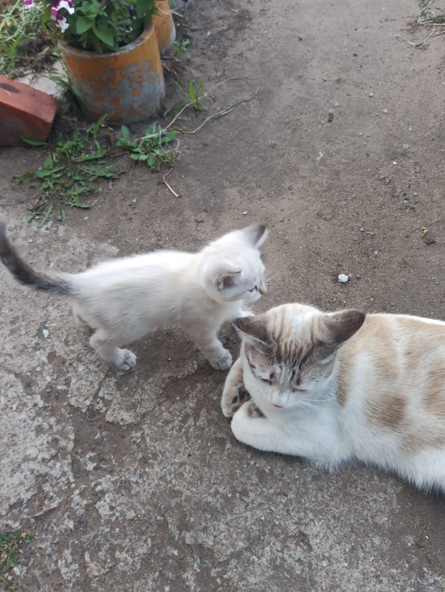 Отдам котят в добрые руки