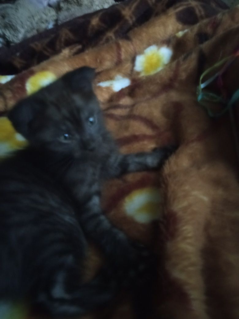 Отдам бесплатно котят