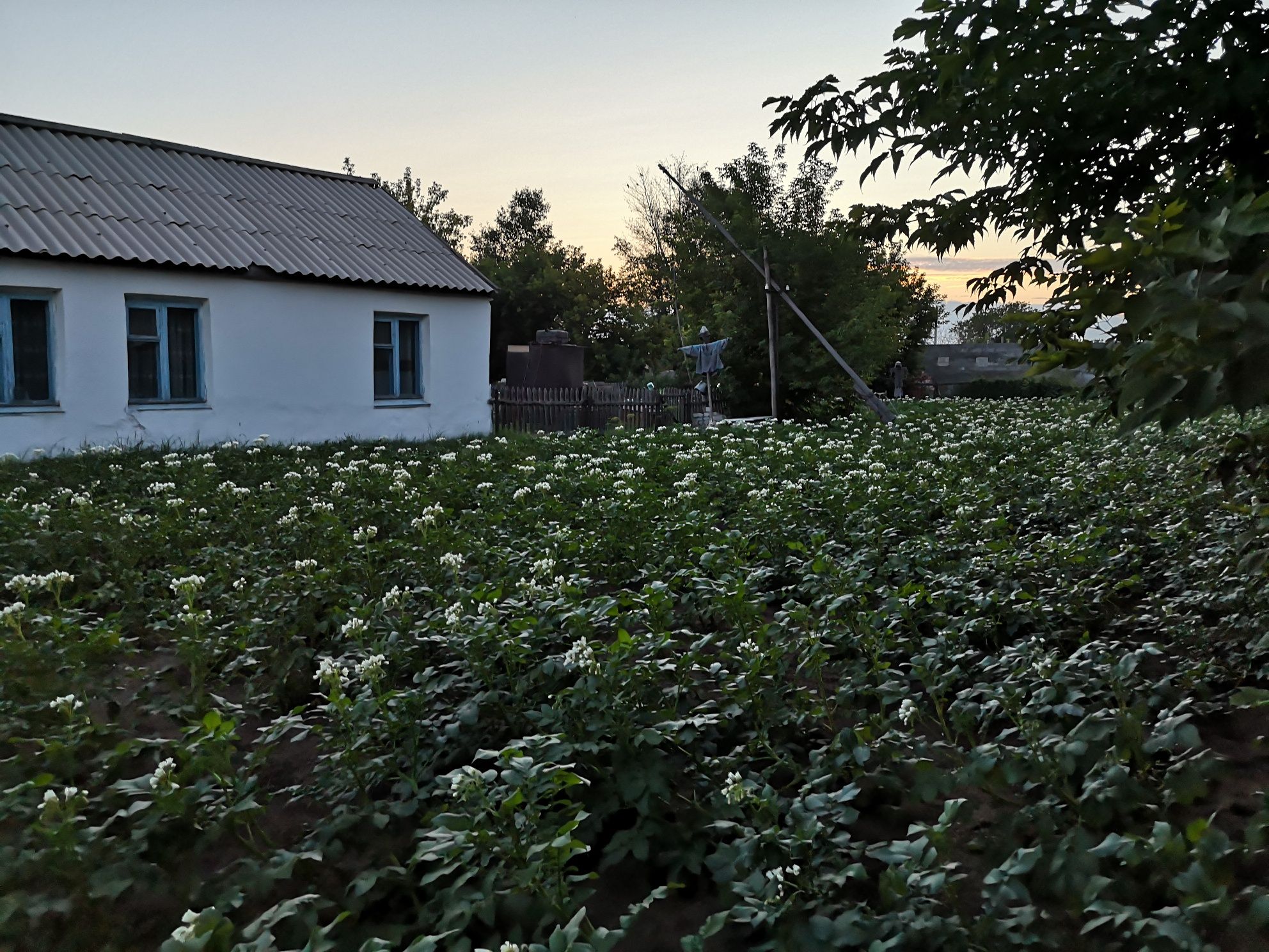 Продам дом с очень большим земельным участком