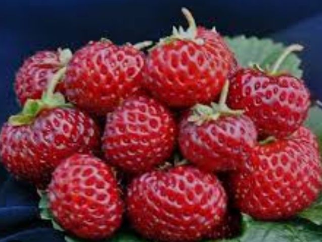 Клубника Пайнберри, Купчиха,  Мице Шиндлер и др саженцы продам