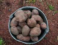 Продам картофель красный, едовой