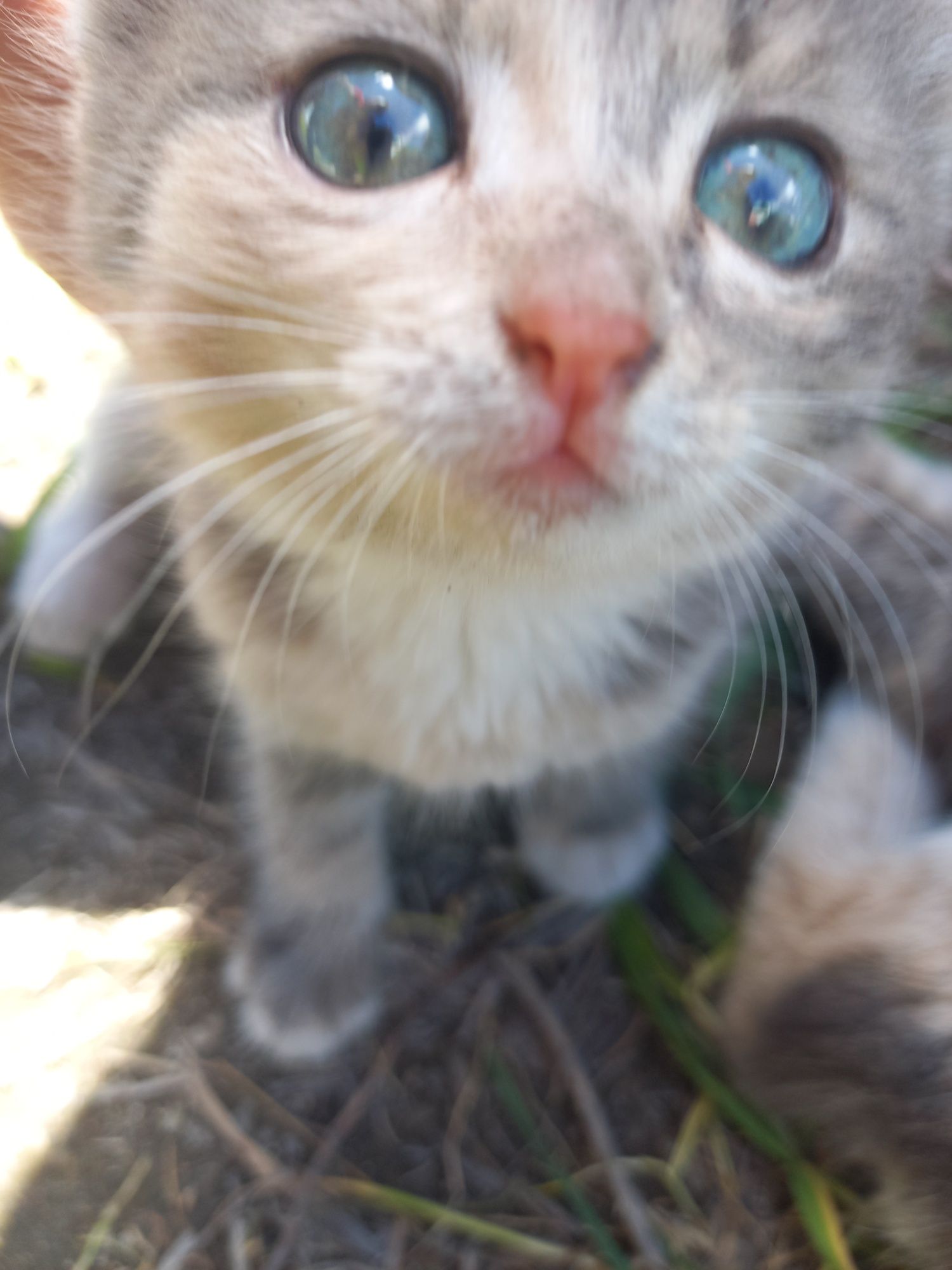 Котят отдам отдам