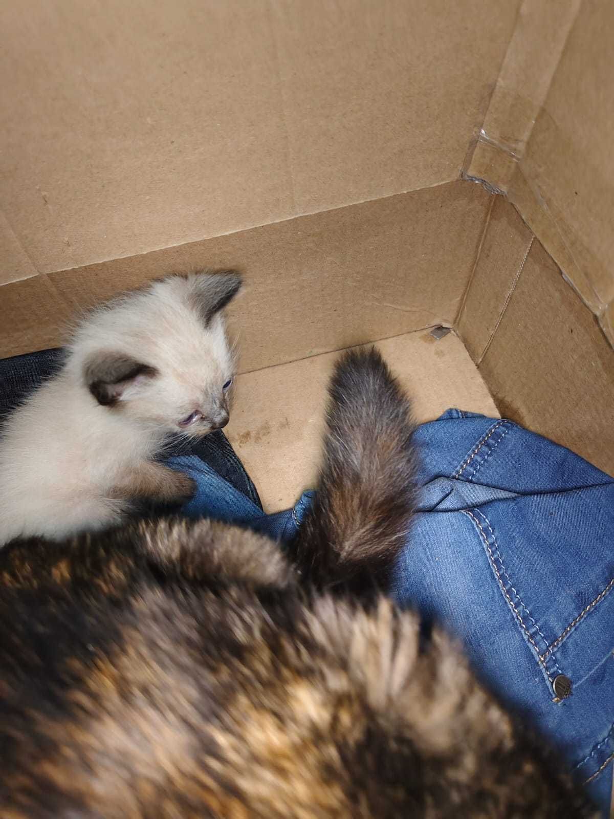 Подкинули кошку с котёнком. Нужен дом!
