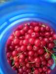 Продам рассаду клубники, саженцы вишни, облепихи  недорого