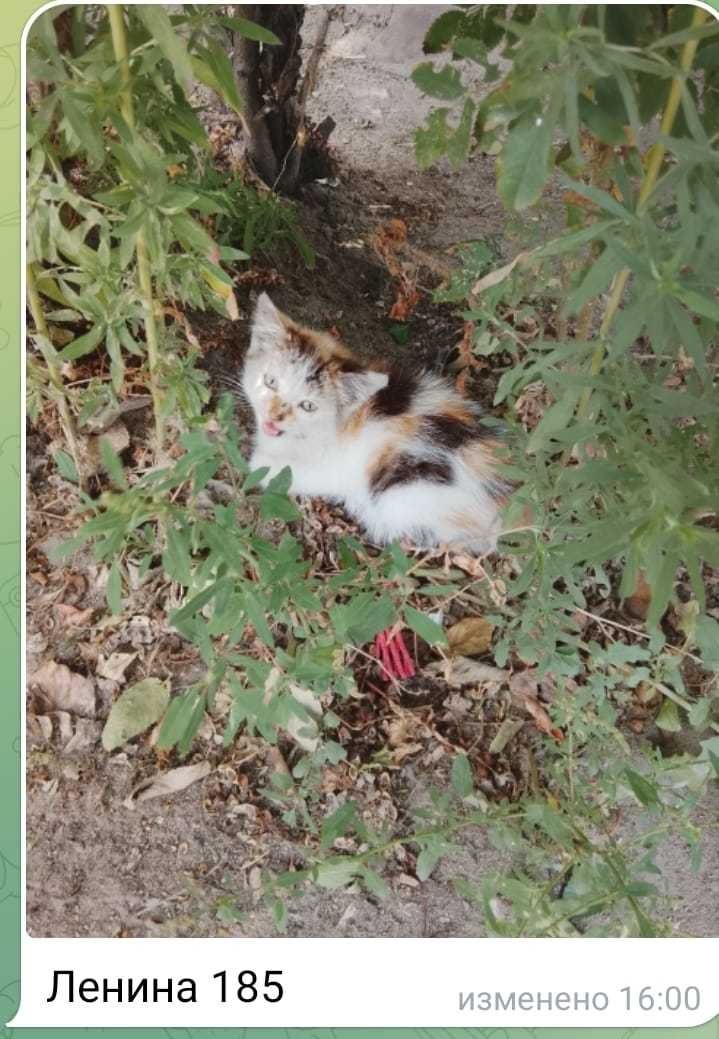 Трехцветному котенку нужен дом!