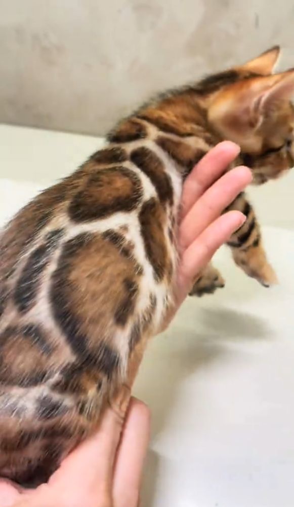 Бенгальские котята