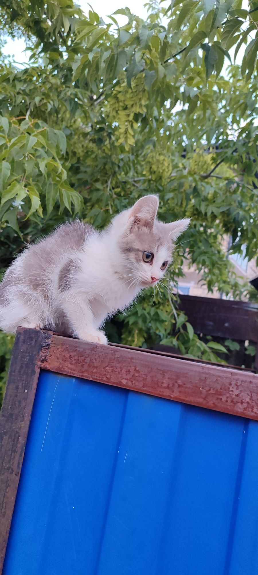 Отдам в добрые руки ласковую кошечку!