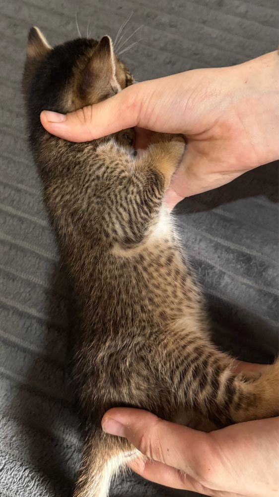абиссинские котята