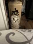 Кошка Муиза шотландская вислоухая девочка,ищем вязка белая парня