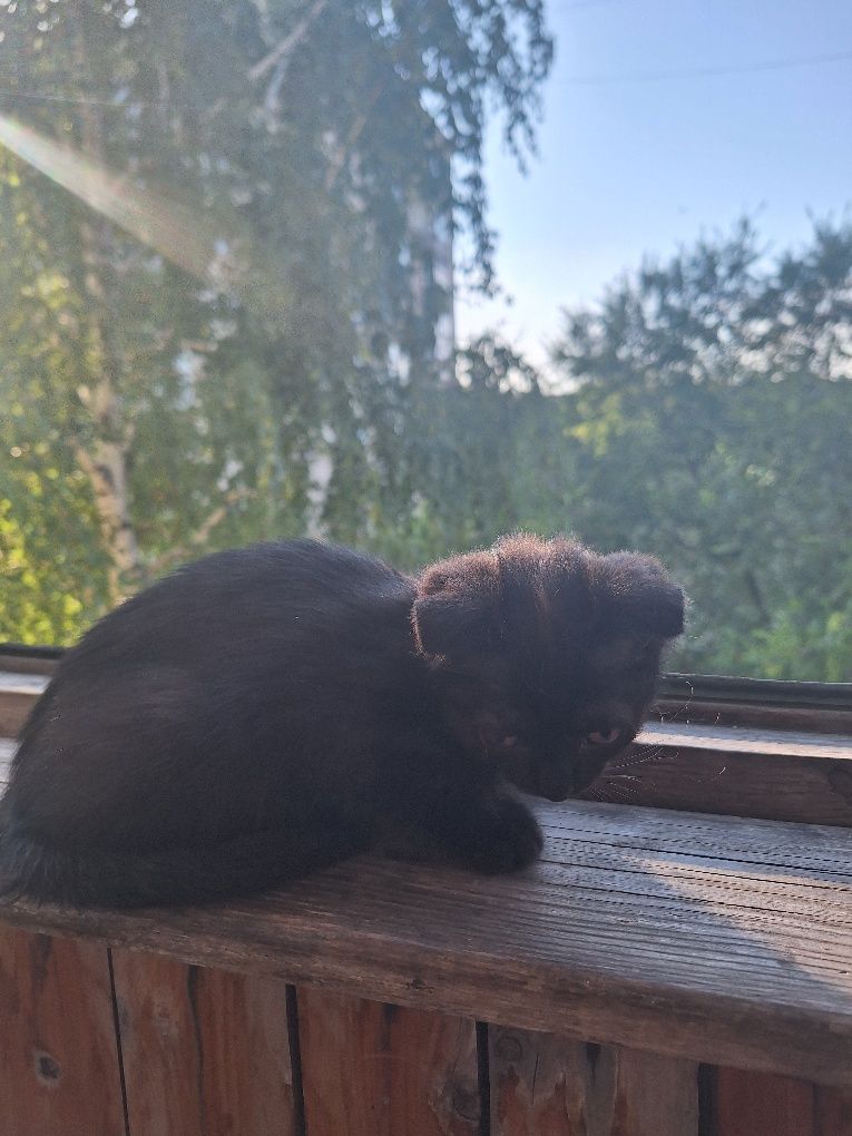 Отдам  бесплатно