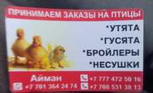 Продам  Подрощенные и Суточные