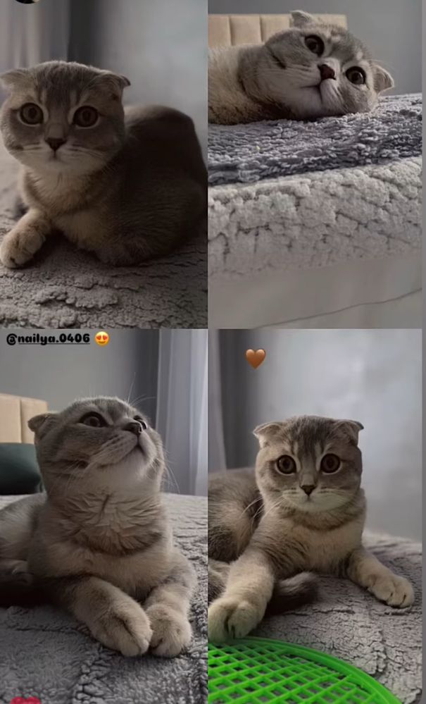 Ищем     Кошкууу
