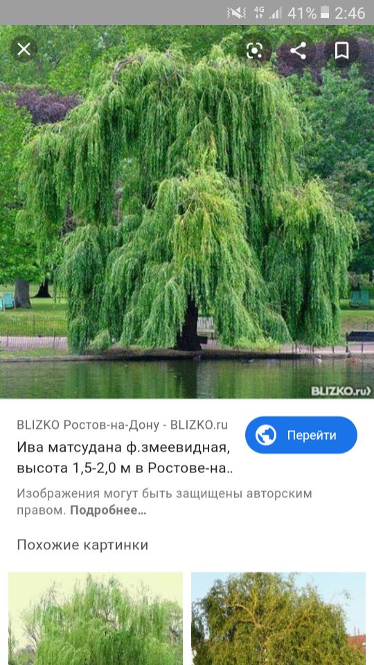 Клён дуб карагаш катальпа айланд изгород Берёза липа