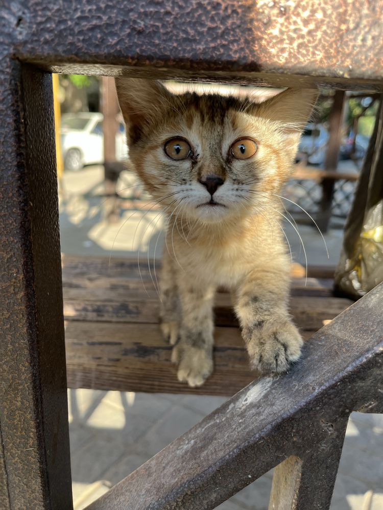 Отдам котят в добрые руки