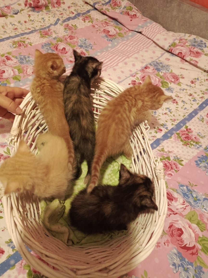 Отдадим котят хорошие и добрые руки