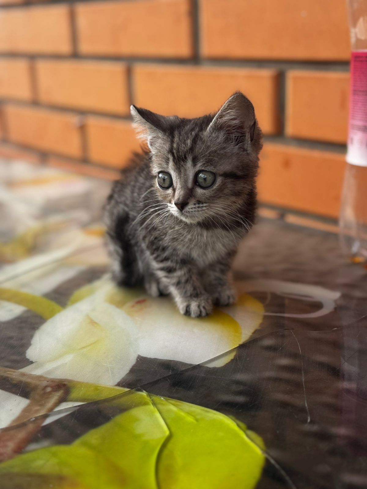 Котёнок ищет добрую семью!