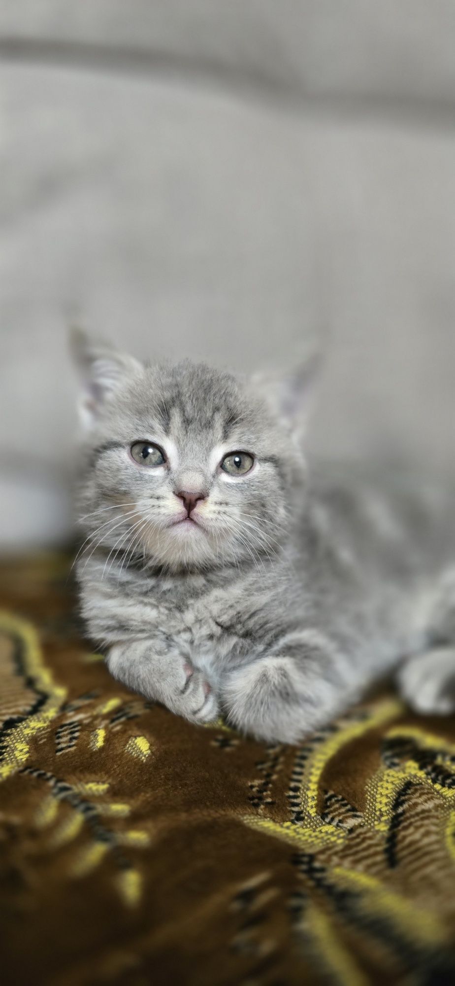 Котята Скотиш страйт и скотиш фолд